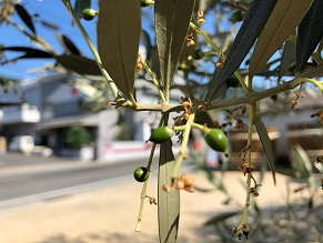 『オリーブ醤油』はこちら！